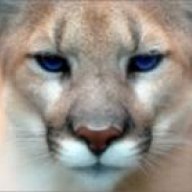 BlueCat