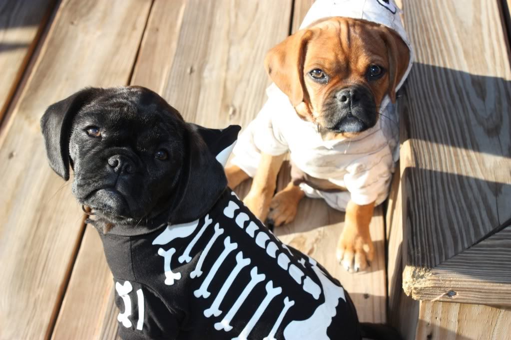 HalloweenDogs2.jpg