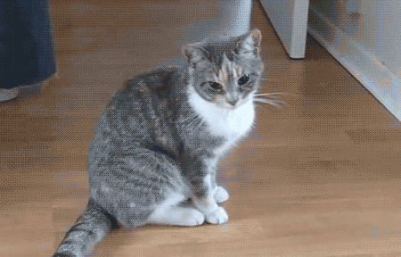 tumblr_lqemghdwXc1qbz2cio1_500.gif