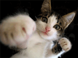 tumblr_m83bcufn5Z1rw8ooao3_250.gif
