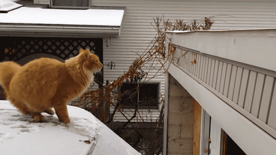 tumblr_nbcjyoLwcT1s9362xo1_400.gif