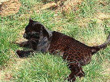 220px-Black_leopard.JPG