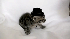 tumblr_lv2bujcyQx1r4e10po2_250.gif