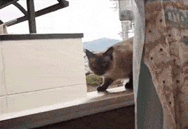 tumblr_m8nuhzcLZb1qii4eq.gif