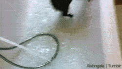 tumblr_m82e08mloM1qbxi45o2_r2_250.gif