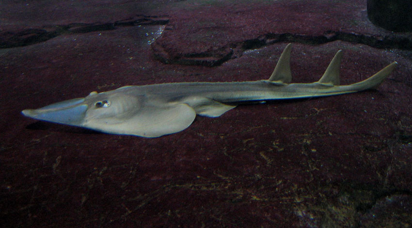 shark-stingray.jpg