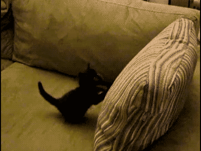 tumblr_m76ox4cOpe1r9tr53o1_400.gif