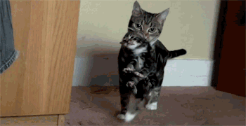 tumblr_m8i9a25FJf1qzna3u.gif