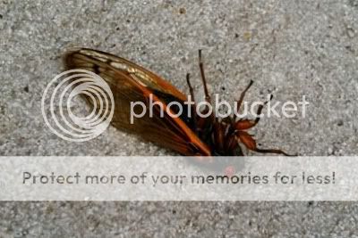 cicada-2.jpg