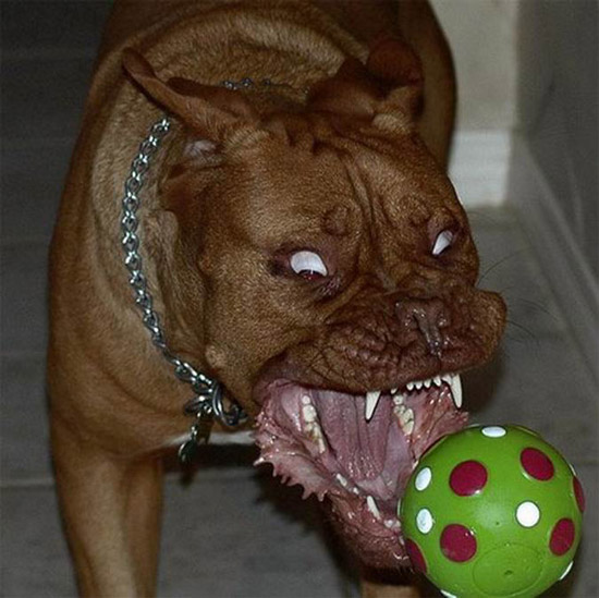 scary_dog8.jpg