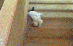 tumblr_m8f6mmhbzv1rdozteo1_250.gif