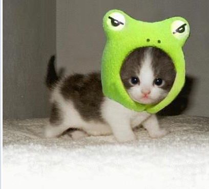 KittyCostume.jpg